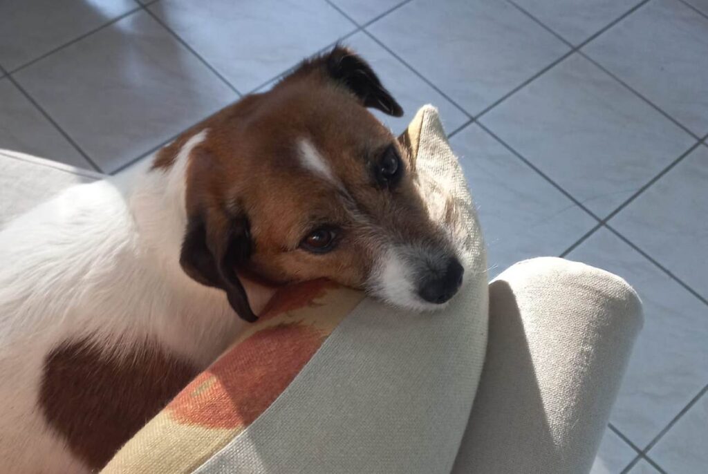 Perrito apoyado en el regazo de una persona.